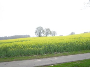 Buchholz 2010 095